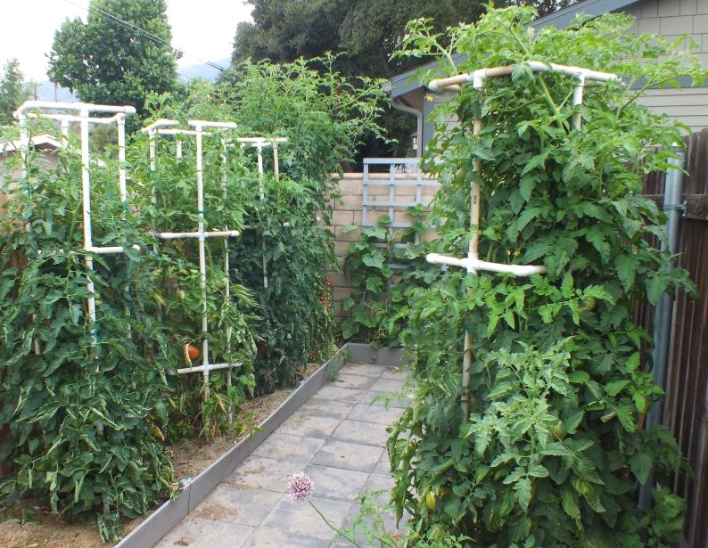 Tomatoes 1 photo Overall1_zps48a7c4f7.jpg